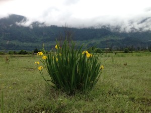 yellow flag cluster