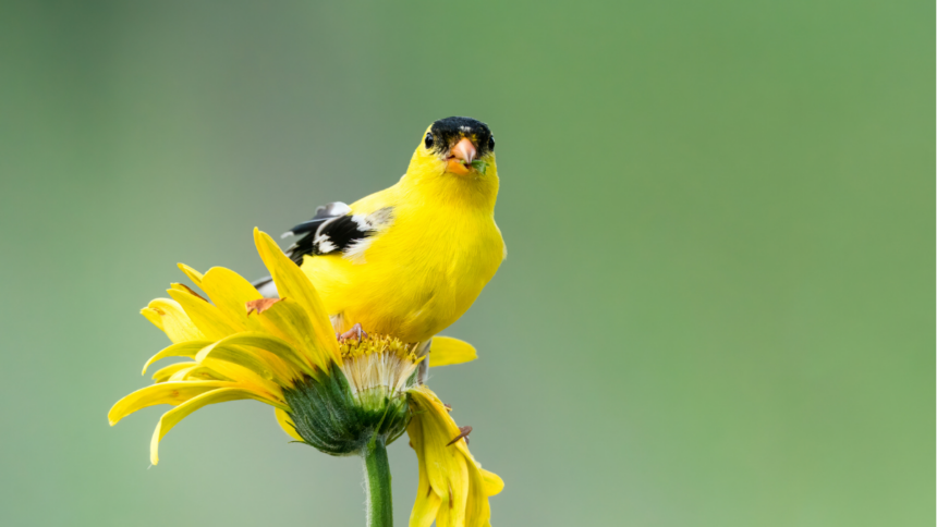 American Goldfinch sitting on yellow flower eating seeds.