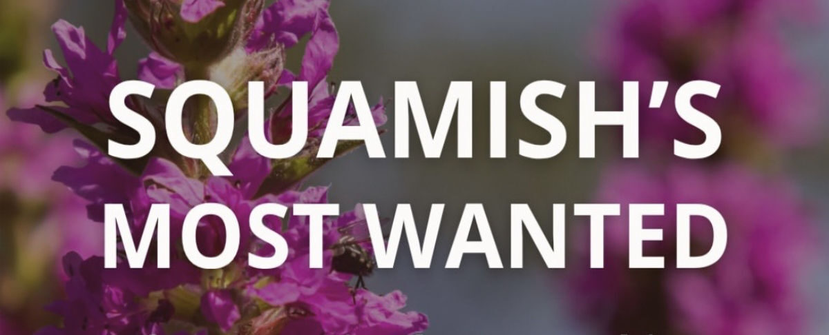Text reads: "Squamish's Most Wanted" with purple loosestrife plant in the background.