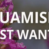 Text reads: "Squamish's Most Wanted" with purple loosestrife plant in the background.