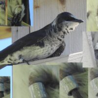 A series of images of a Western purple Martin with a leg band