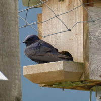Purple Martin at a nest box